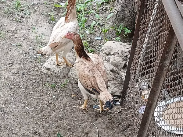 Chickens — آذربائیجان