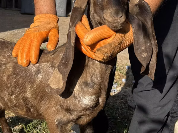 Goat, Kamori goats