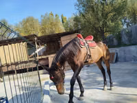 Horse (M), Thoroughbred horse — photo 2