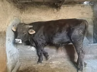 Bull, Swiss cattle — photo 1