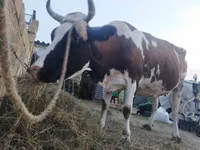 Krowa, Simmental cattle — zdjęcie 1