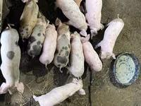 Boar, Pigs — photo 4