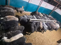 Kambing jantan, Sheep — foto 6