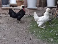 Chickens — photo 1