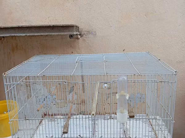 Quş dovşan hamestr saxlamaq ucun ideal qəfəs. REAL ALICIYA ENDIRIM