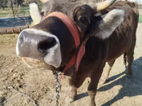 İnək, Swiss cattle — foto 2