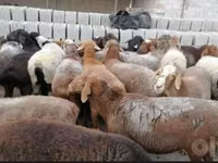 Ram, Sheep — photo 1