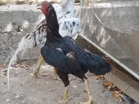 Chickens — รูปภาพ 1