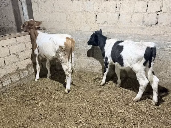 گاو نر, Russian Black pied cattle