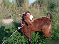 Capra, Beetal goats — foto 2