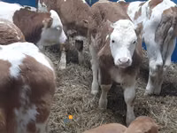 Cattle (batch, sex not specified), Hereford — photo 1
