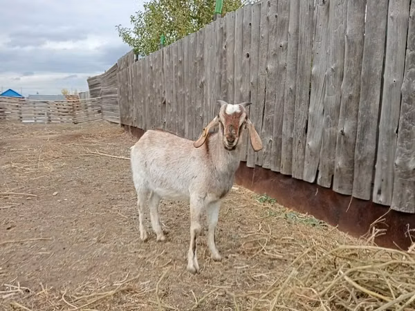 แพะตัวผู้, Nubian Goat — คาซัคสถาน
