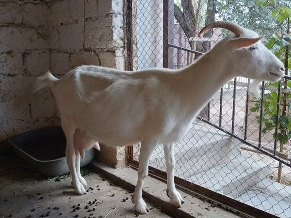 Goat, Saanen goat