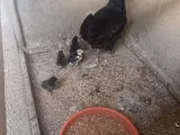 Chickens — عکس 2