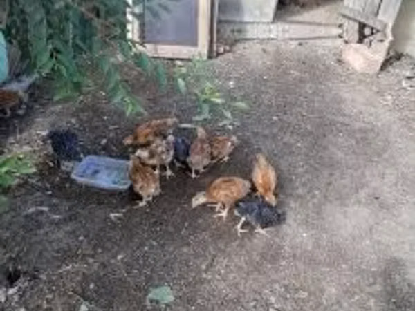 Chickens — Угорщина