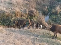 公牛, Cattle — 照片 7