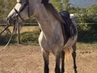 Horse (M), Horses — photo 4
