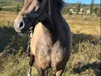 Mare, Horses — photo 1