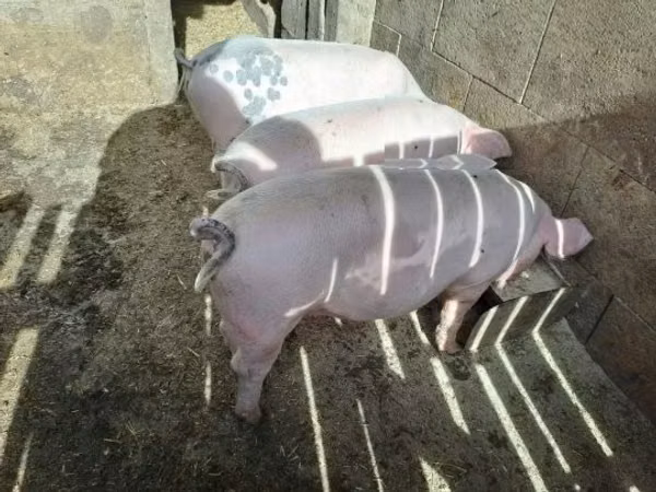 Pigs (batch, sex not specified), Pigs