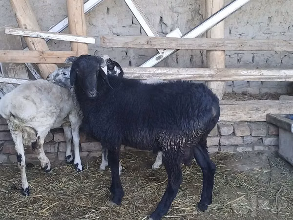 Ram, Sheep — Uzbekistan