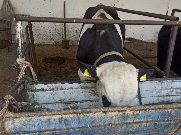 सांड, गोलस्टीन नस्ल — उज़्बेकिस्तान