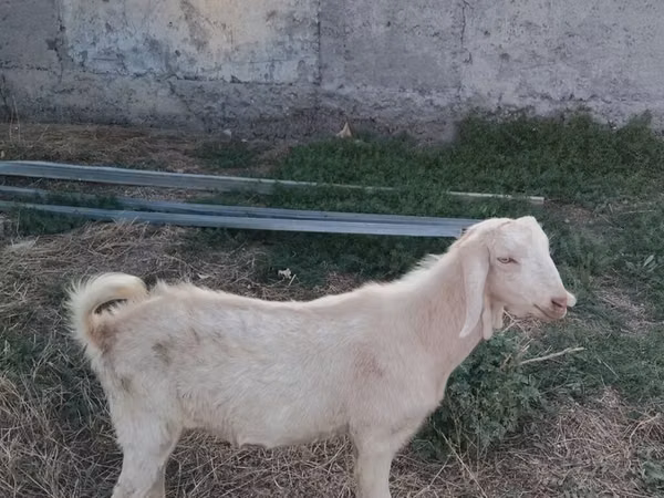 Коза, Nubian Goat