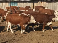 Býk, Russian Black pied cattle — foto 3
