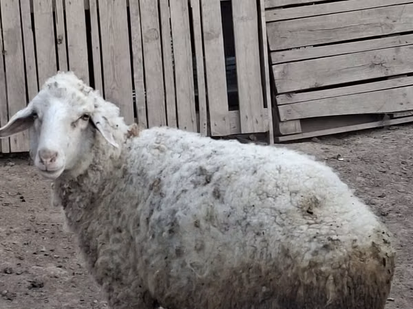 Kambing jantan, Sheep — Kazakhstan