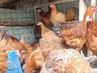 Chickens — ছবি 5