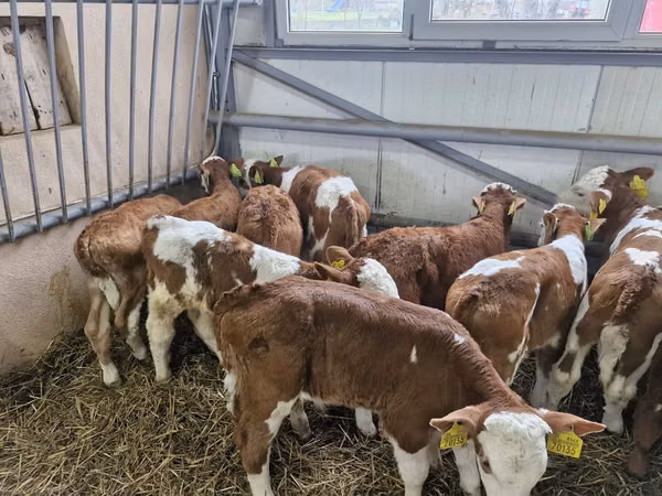 Bull, Simmental cattle — Poland