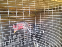 Chickens — photo 2