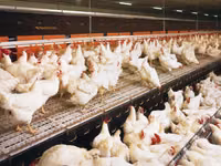 Premixuri pentru animale şi păsări — फ़ोटो 1