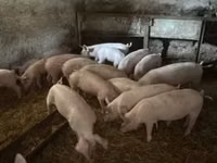 Pigs (batch, sex not specified) — photo 3