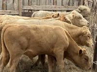 Toro, Razza Auliakol — foto 6