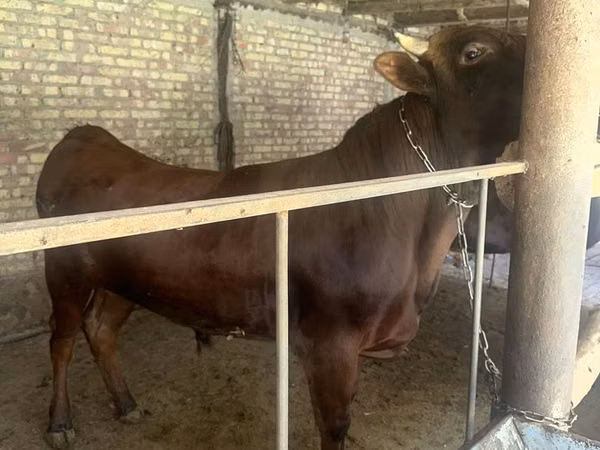 सांड, मवेशी