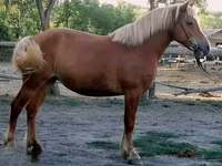 Faras dhaddig, Haflinger — sawirka 4