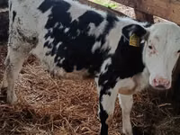 Гов, Russian Black pied cattle — акс 2