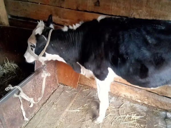 Cow, Russian Black pied cattle — Kazakhstan