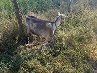 Echki, Nubian Goat — 3-rasm