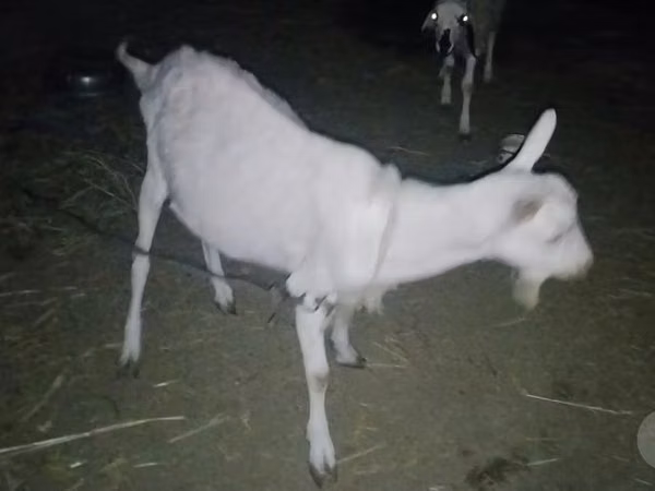 Billy Goat, Saanen goat — Uzbekistan