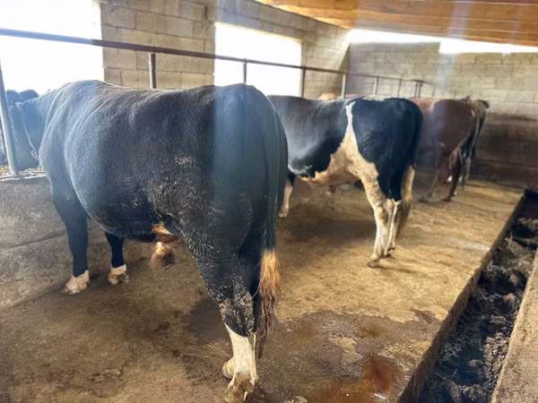 Bull, Aberdeen-Angus — Kazakhstan