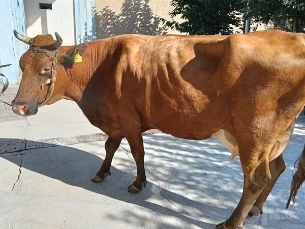 Vache, Red Estonian cattle — Ouzbékistan