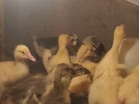 Geese — عکس 2