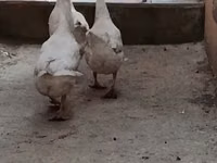 Geese — ፎቶ 3