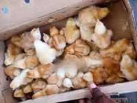 Chickens — تصویر 1