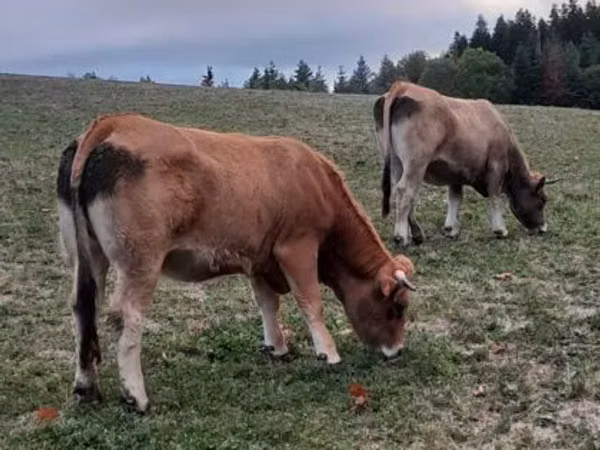 Kuh, Aubrac cattle
