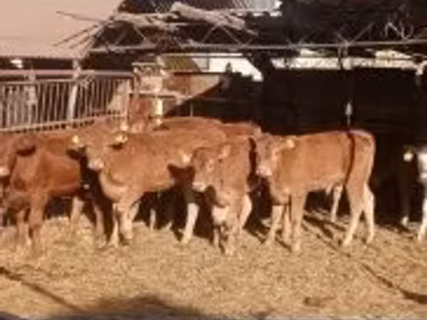 Bull, Limousin cow — Hungary