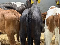 मवेशी (लॉट, लिंग निर्दिष्ट नहीं), Simmental cattle — फ़ोटो 5
