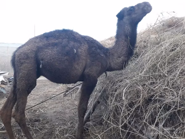 Camel, Camels