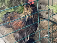 Brahma — photo 1
